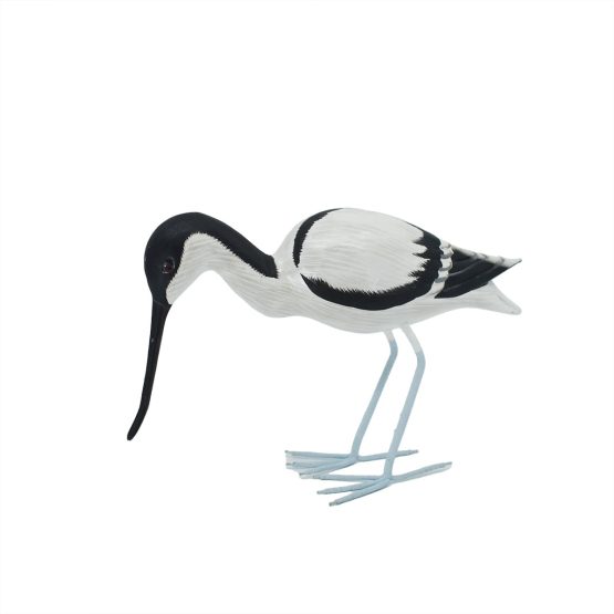 avocette