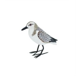 bécasseau sanderling